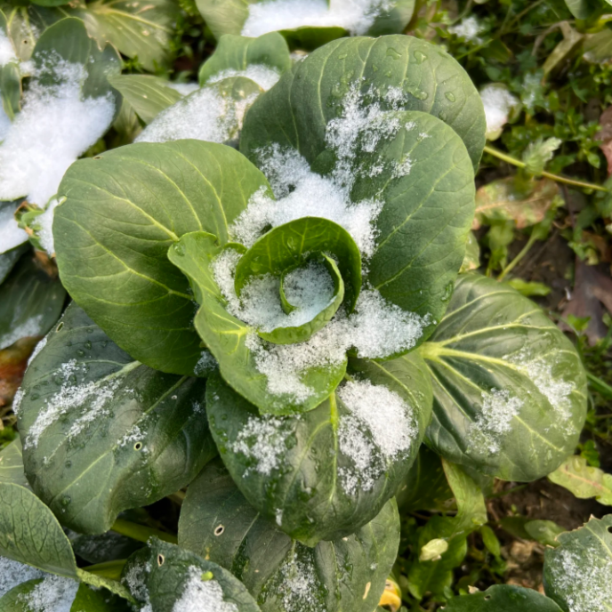 Black leaf Cabbage Seeds