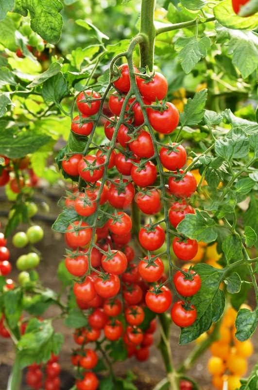 Tomato Supersweet 100 F1 Hybrid Seeds🍅