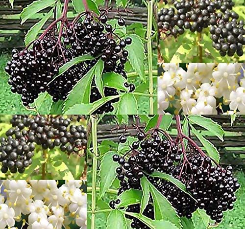 😍Last Day Sale - 60% OFF✨Elderberry Seeds--Gaea's Blessing Seeds