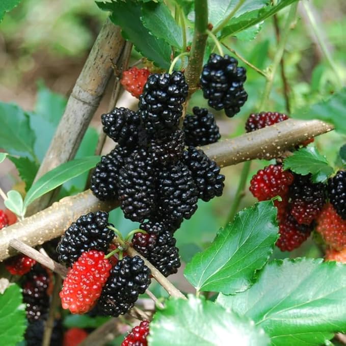 🍇 Persian Black Mulberry Seeds – Year after Year of Sweet, Bountiful Fruit, Plant for Endless Harvests of Deliciousness and Health! 🌱