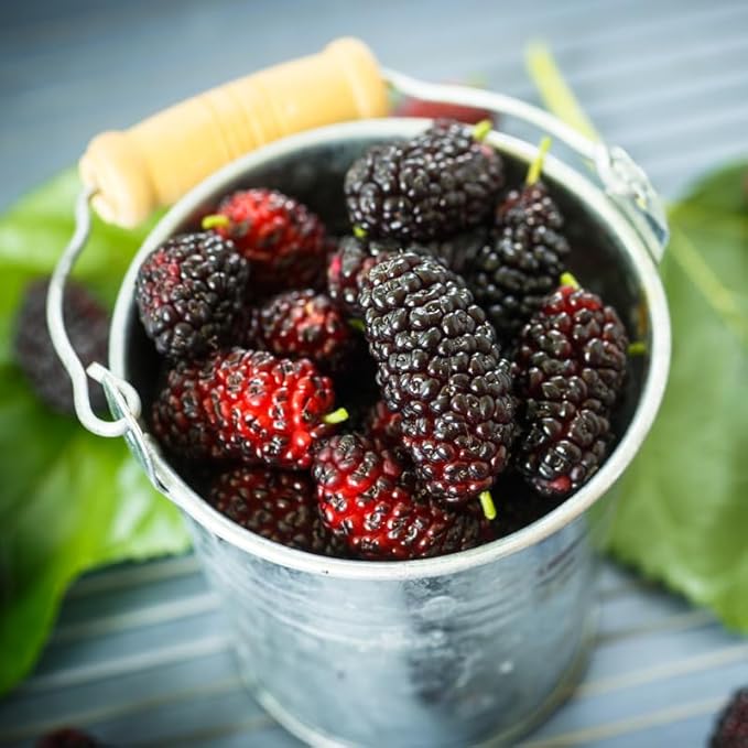 🍇 Persian Black Mulberry Seeds – Year after Year of Sweet, Bountiful Fruit, Plant for Endless Harvests of Deliciousness and Health! 🌱