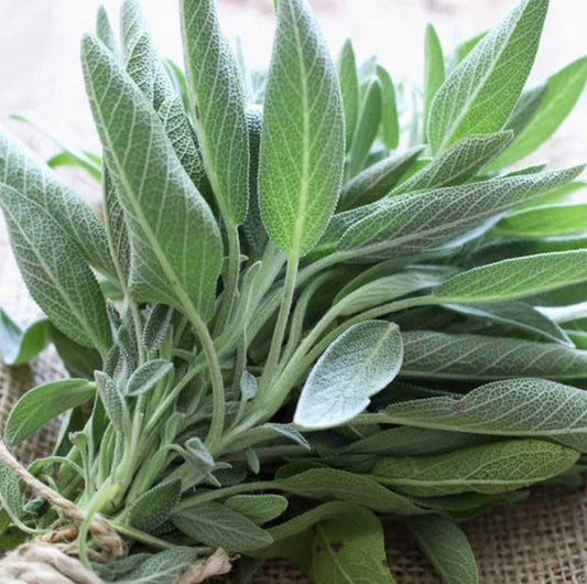 😍Last Day Sale - 60% OFF✨Organic Sage Seeds