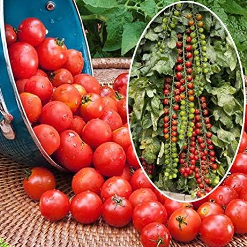 Tomato Supersweet 100 F1 Hybrid Seeds🍅