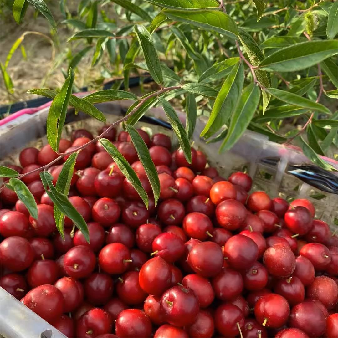 Ruby Calcium Berry Seeds🍒Prunus humilis