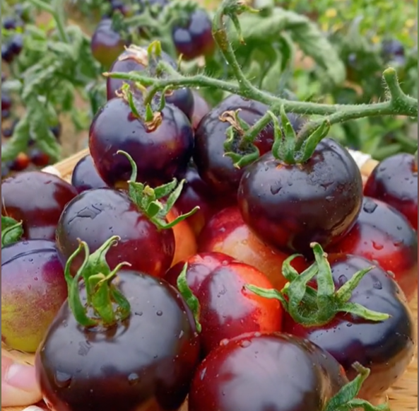 Rare Black Tomato Seeds