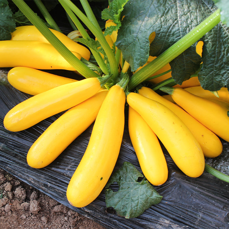 ✨Banana Zucchini - Golden Zucchini🌿Can be planted in all seasons