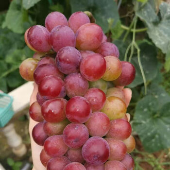 Midknight Beauty Grapes Seeds - Giant Rose (Rose scented)