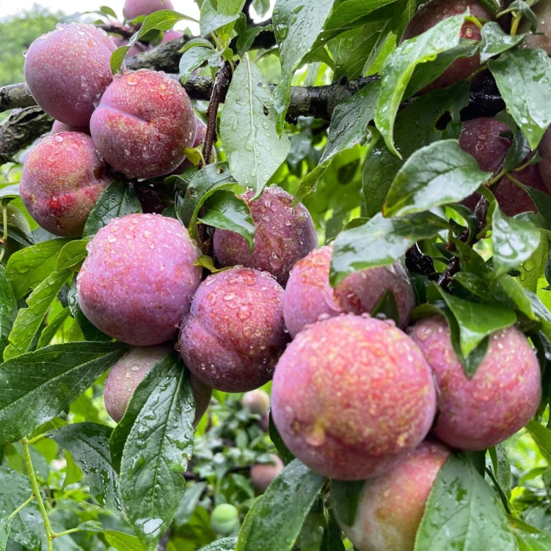 Blood Plum Sanhua Plum Seeds