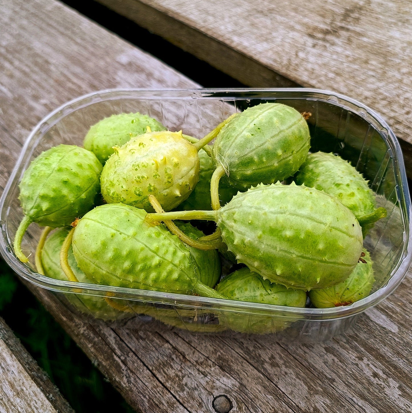 West Indian Gherkin Cucumber Seeds