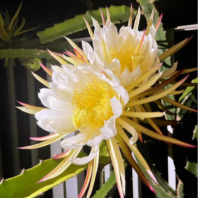 🔥Red Heart Dragon Fruit