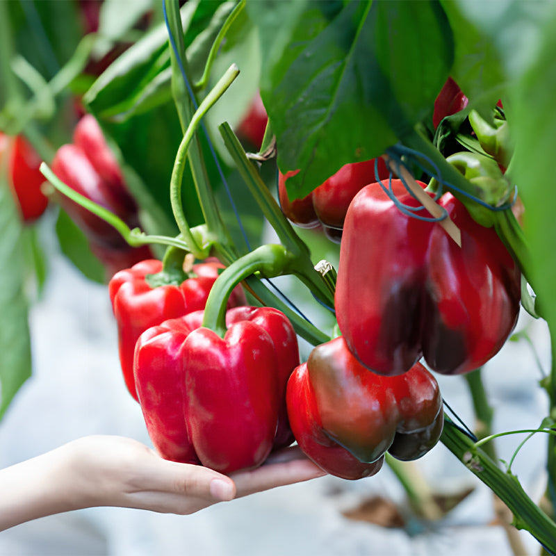 Rainbow Sweet Bell Pepper Seeds