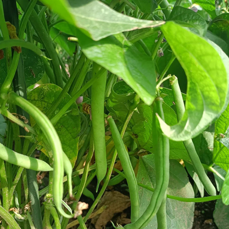 Bush Beans🫛Seeds(High Yield)