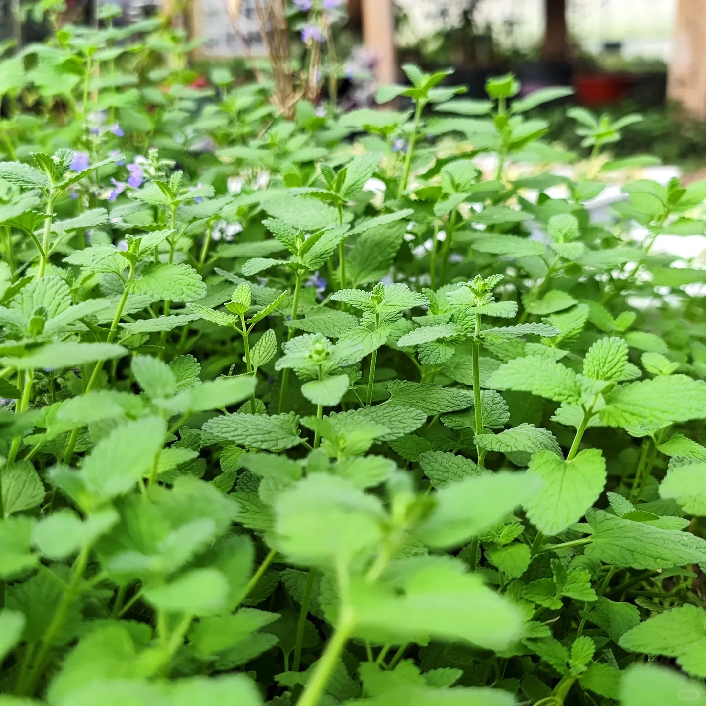 😍Last Day Sale - 60% OFF✨Catnip Seeds