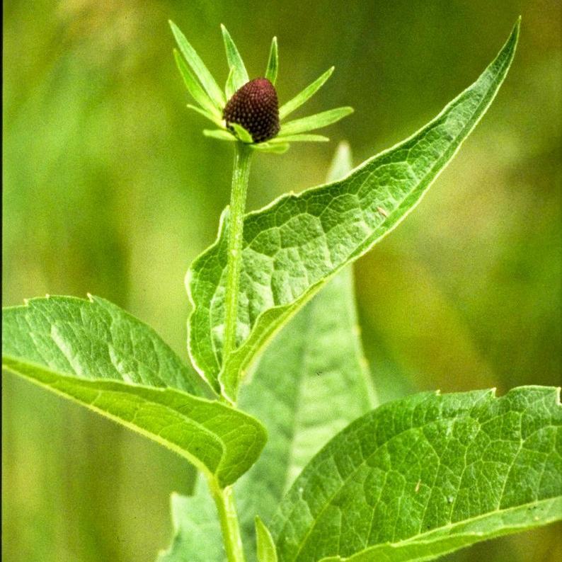 WESTERN CONEFLOWER Rudbeckia Occidentalis Green Wizard aka Rayless Naked Chocolate Black Flower Herb Seeds