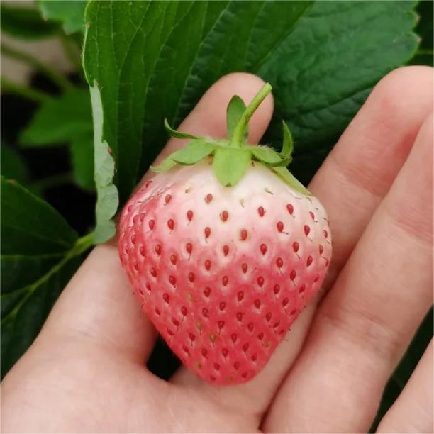 PEACH LAVENDER STRAWBERRY SEEDS (PEACH FLAVOR)