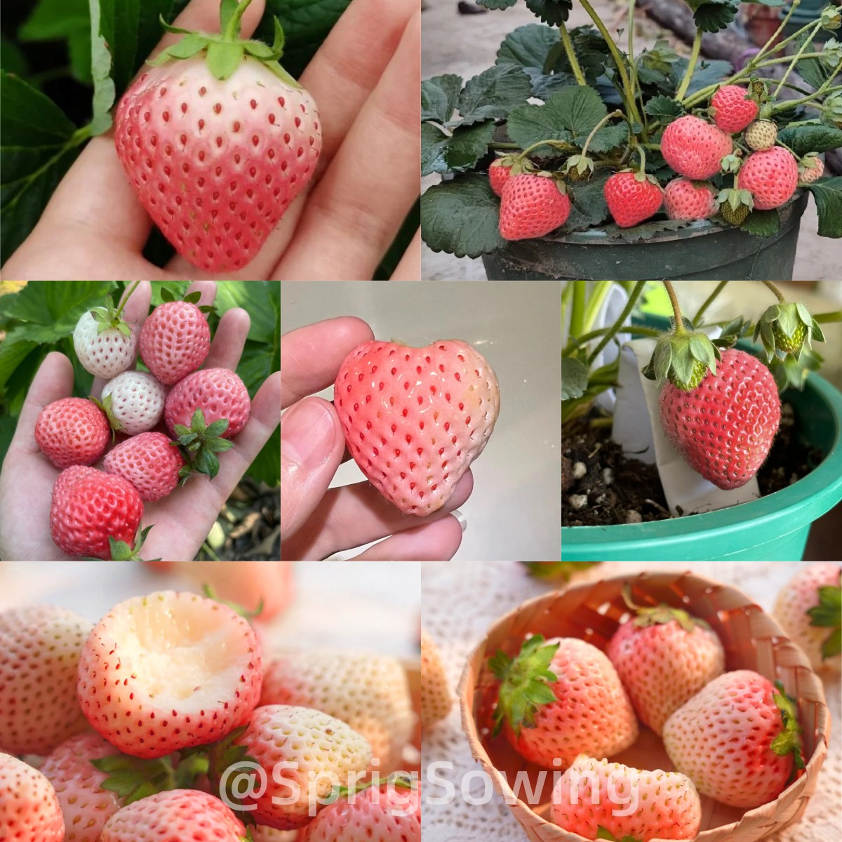 PEACH LAVENDER STRAWBERRY SEEDS (PEACH FLAVOR)