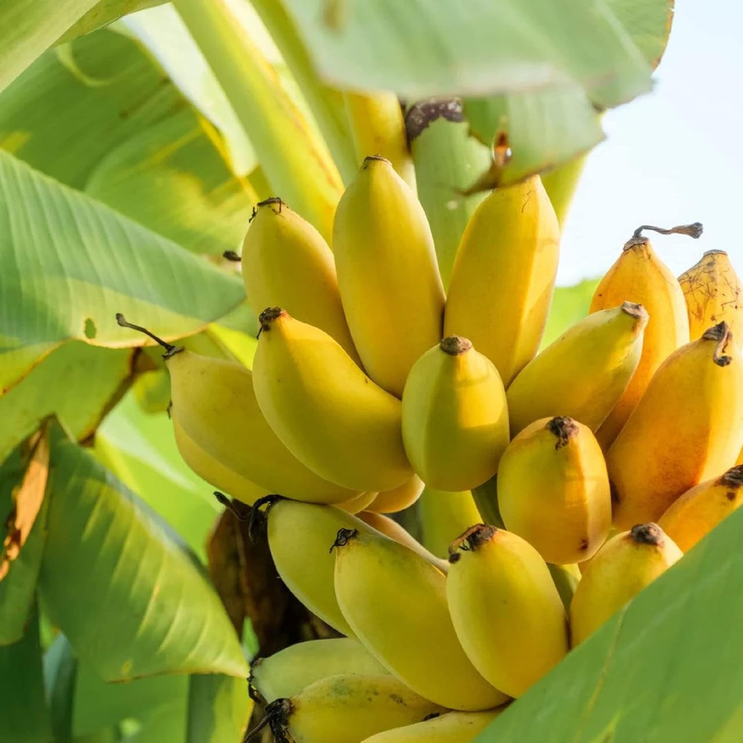 🔥Last Day Sale - 60% OFF 🍌Rare Fruit Seeds for Planting 100 Banana Tree Seeds for Planting