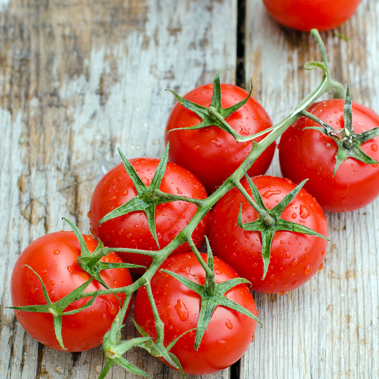 🍅Dwarf Cherry Tomatoes – Easy-to-Grow, Perfect for Containers