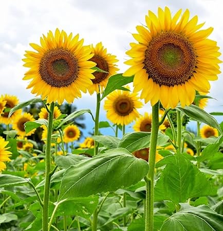 Edible Sunflower Seeds for Planting