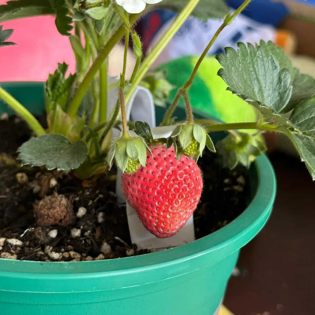 PEACH LAVENDER STRAWBERRY SEEDS (PEACH FLAVOR)