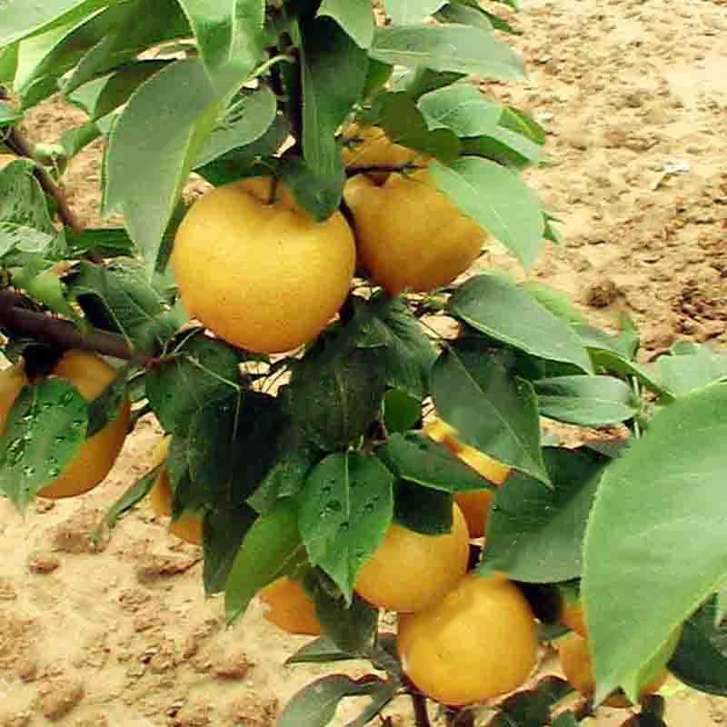 Bag Pear Seeds Yellow  Pear Tree Bonsai Seeds Sweet Delicious Exotic Fruit Seeds