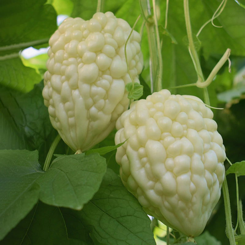 🍈Apple Balsam Pear Seeds