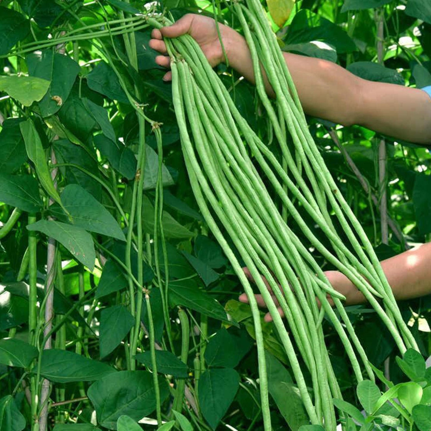 60%  OFF🔥SUPER-LONG GREEN BEAN SEEDS - SUPER YIELD