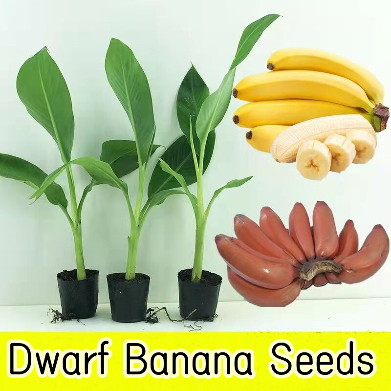 Drawf Banana Seeds