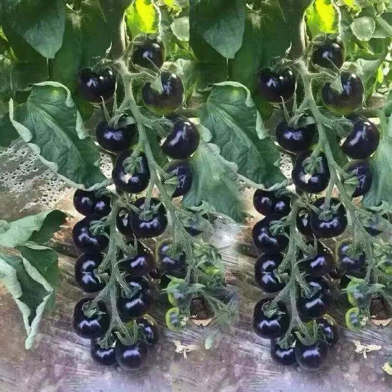 Rare Black Tomato Seeds