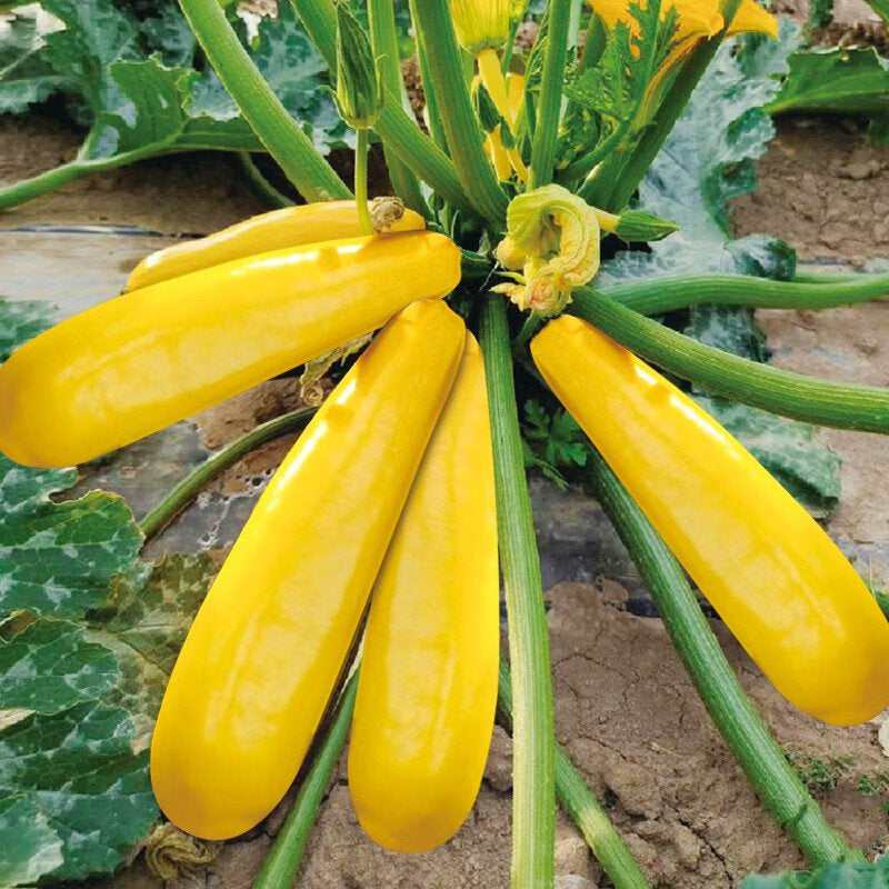 ✨Banana Zucchini - Golden Zucchini🌿Can be planted in all seasons