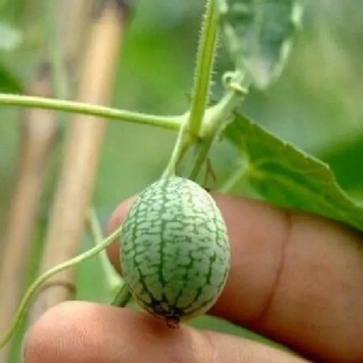 🍉Rare Thumb Watermelon Seed