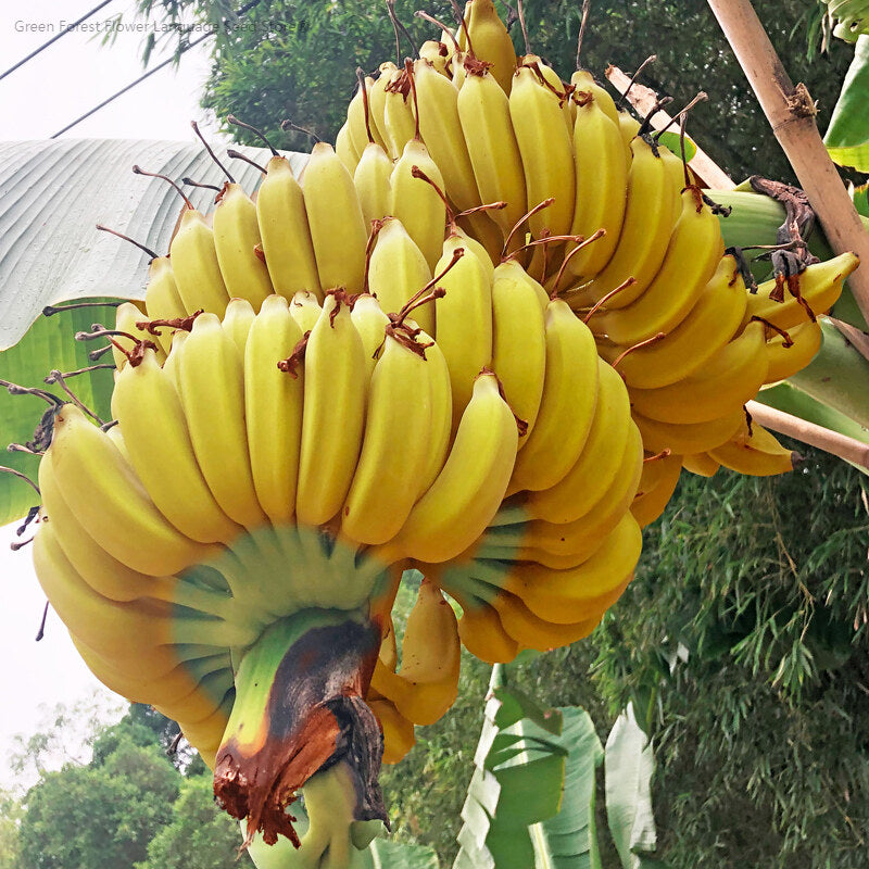 Drawf Banana Seeds