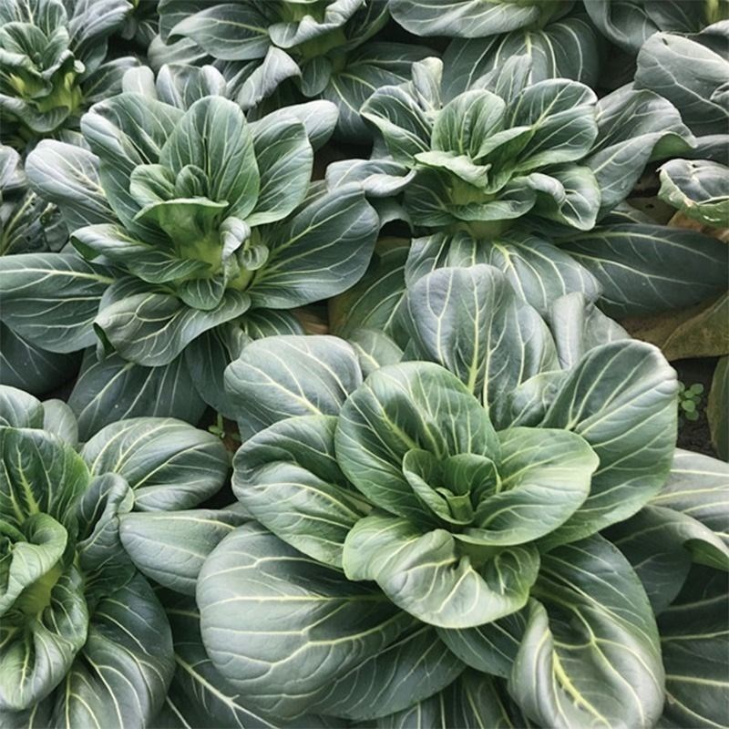 Black leaf Cabbage Seeds