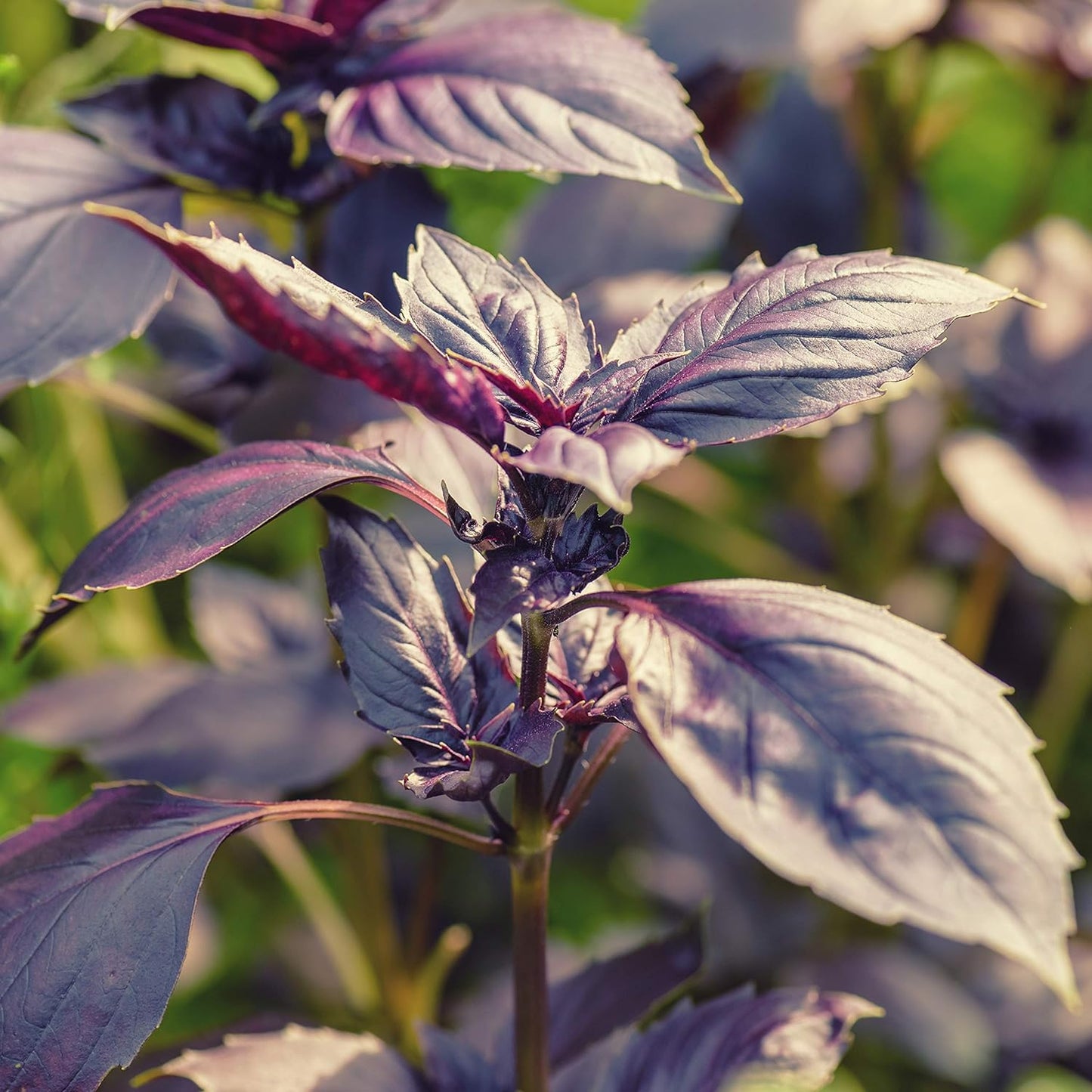 😍Last Day Sale - 60% OFF✨Organic Basil Seeds