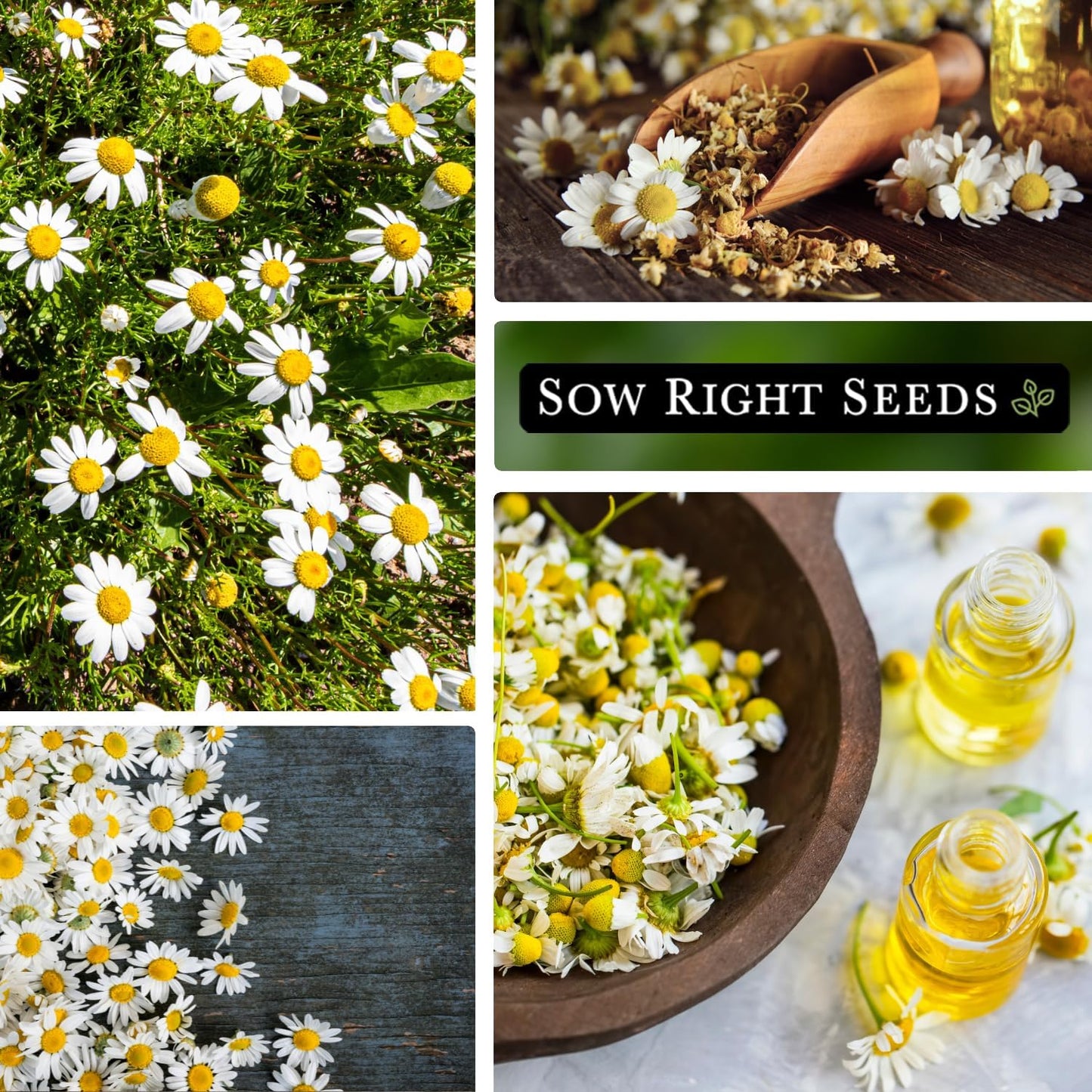 😍Last Day Sale - 60% OFF✨Chamomile Seeds