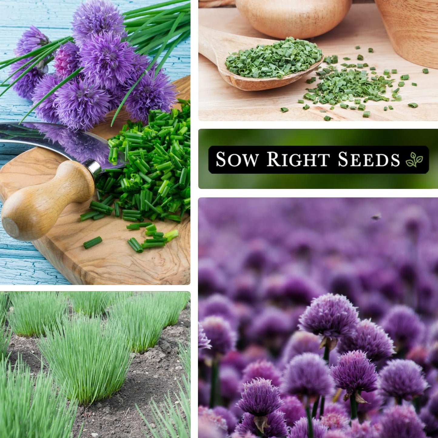 😍Last Day Sale - 60% OFF✨Organic Chives Seeds