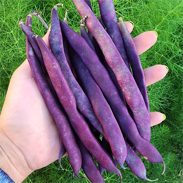 60%  OFF🔥SUPER-LONG GREEN BEAN SEEDS - SUPER YIELD