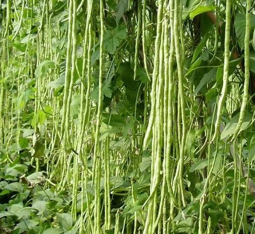 60%  OFF🔥SUPER-LONG GREEN BEAN SEEDS - SUPER YIELD