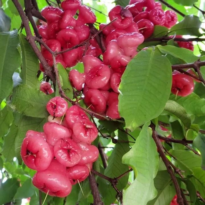 Wax-apple Fruit Seeds🍹100% Germination Rate