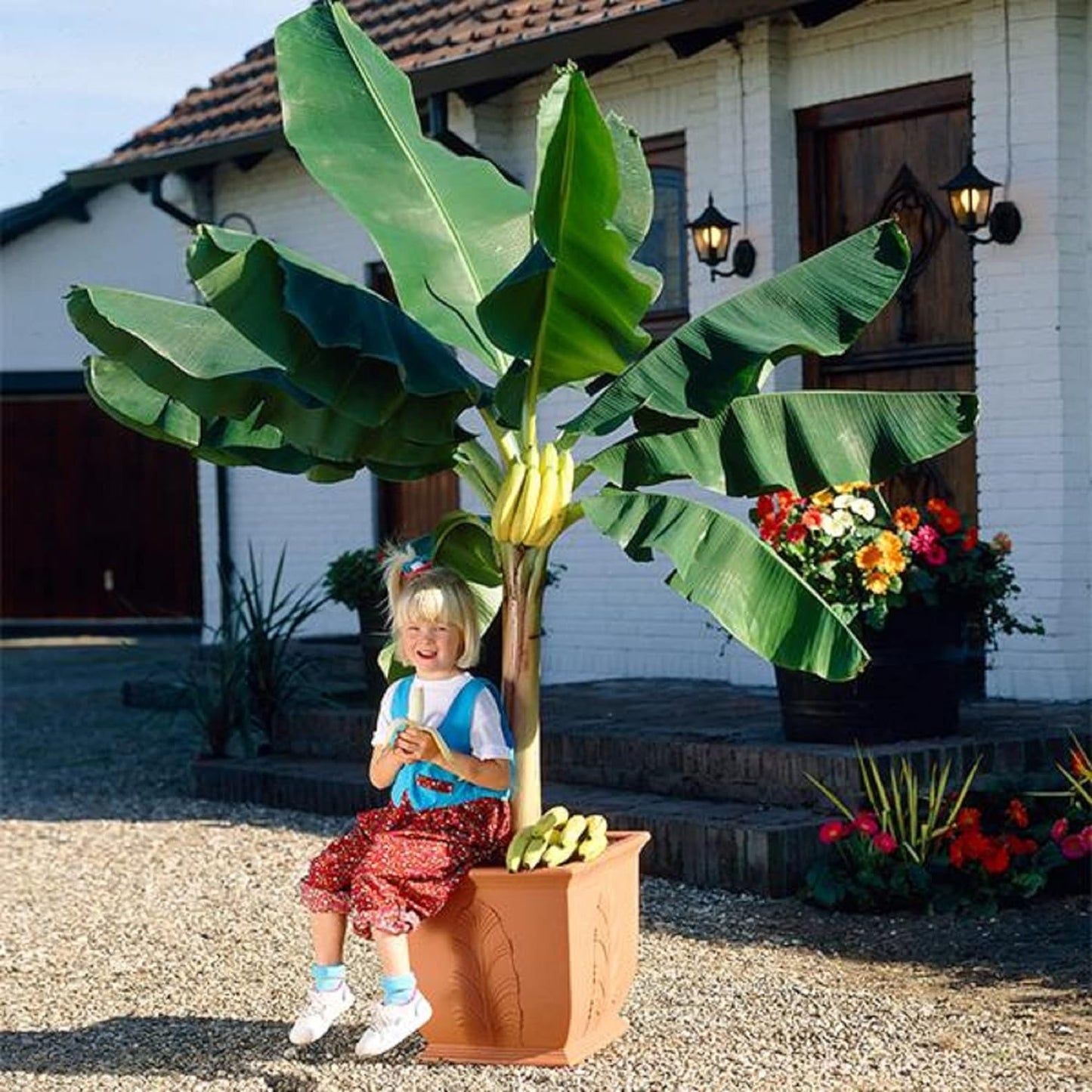 🔥Last Day Sale - 60% OFF 🍌Rare Fruit Seeds for Planting 100 Banana Tree Seeds for Planting