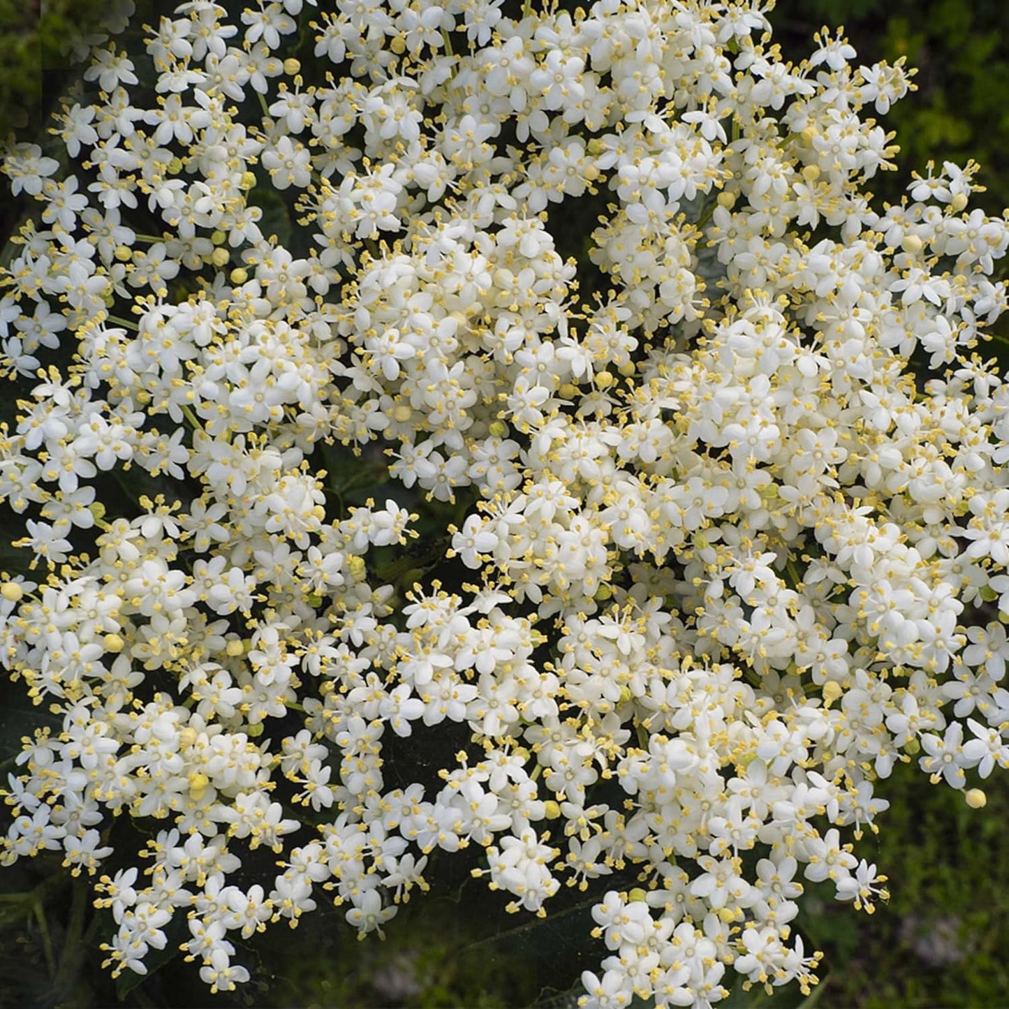 😍Last Day Sale - 60% OFF✨Elderberry Seeds--Gaea's Blessing Seeds