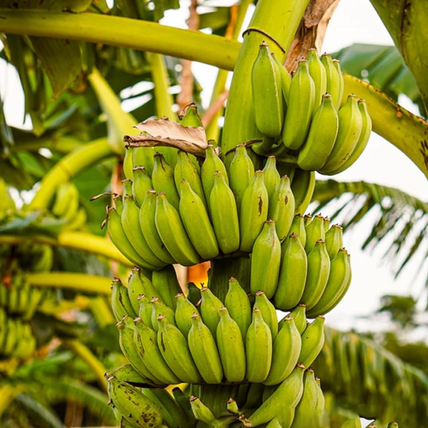 🔥Last Day Sale - 60% OFF 🍌Rare Fruit Seeds for Planting 100 Banana Tree Seeds for Planting