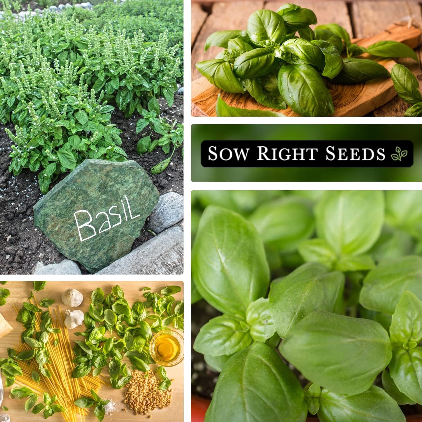 😍Last Day Sale - 60% OFF✨Organic Basil Seeds