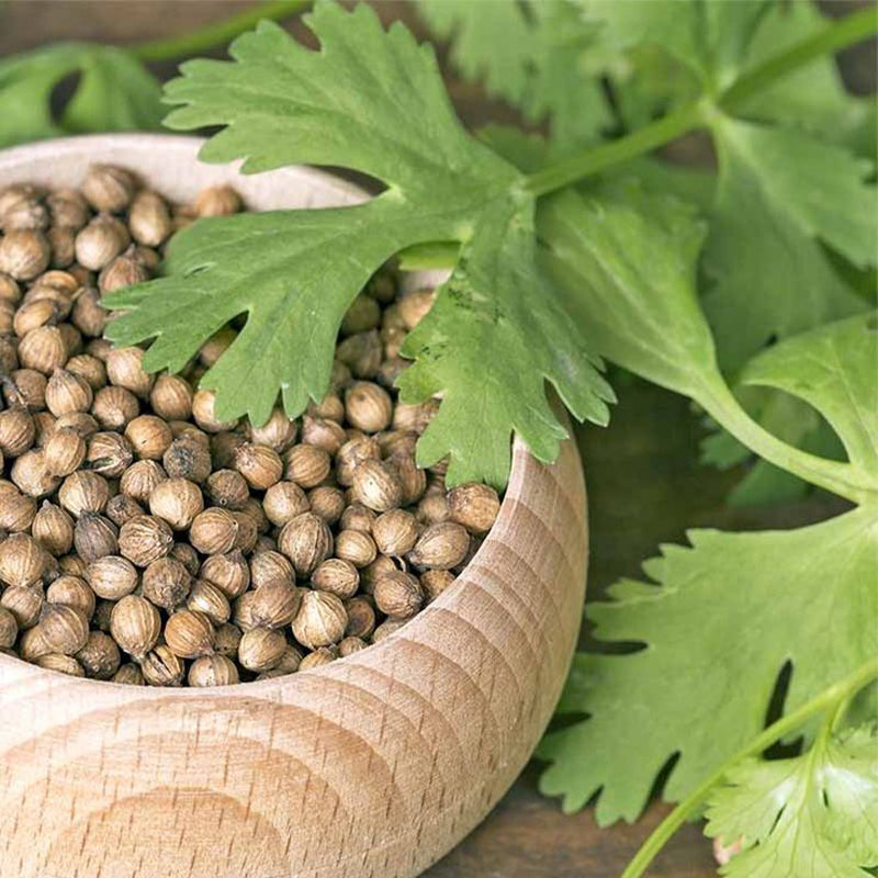 😍Last Day Sale - 60% OFF✨Coriander seeds 🌱