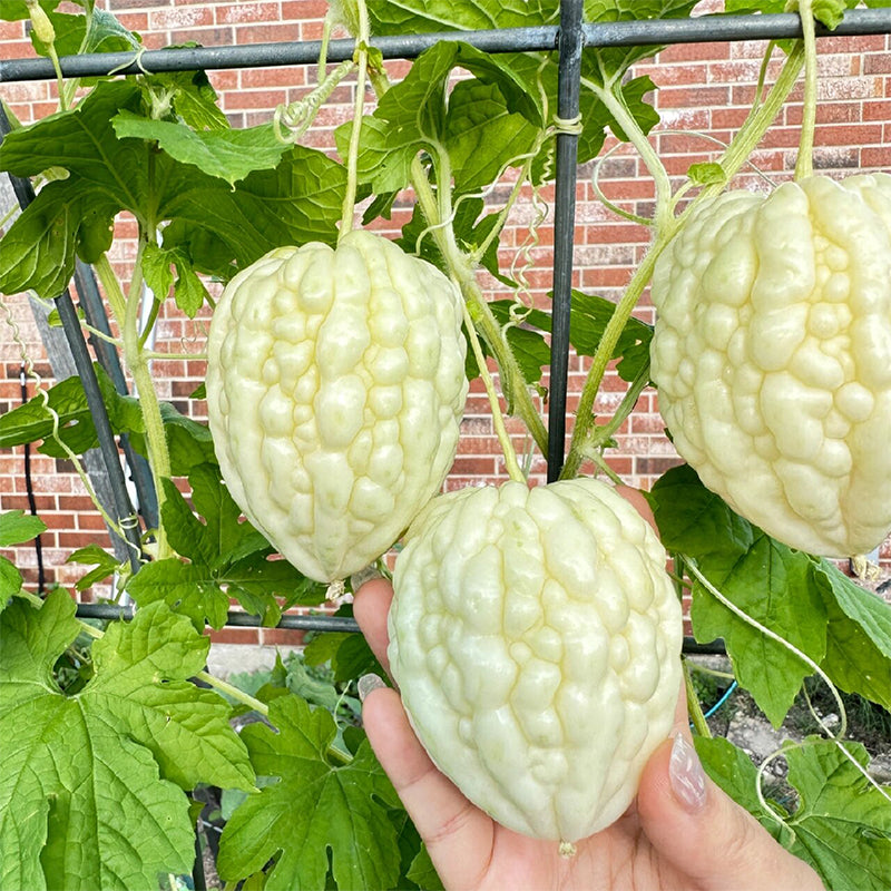 🍈Apple Balsam Pear Seeds