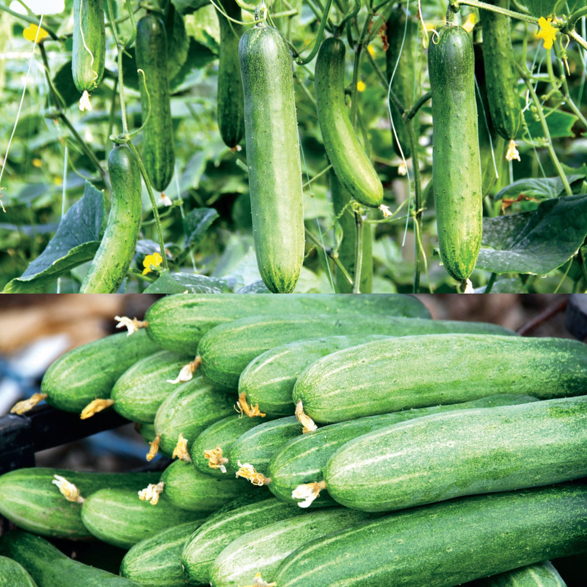 Thornless Fruit Cucumber Seeds