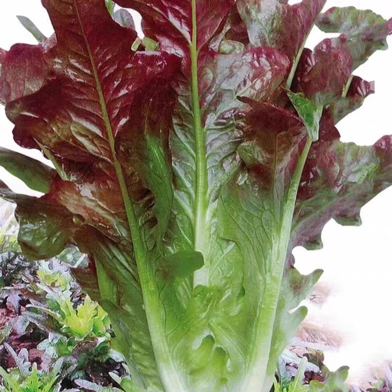 Coffee Leaf lettuce Seeds-Harvest Within 30 days-Fewer pests