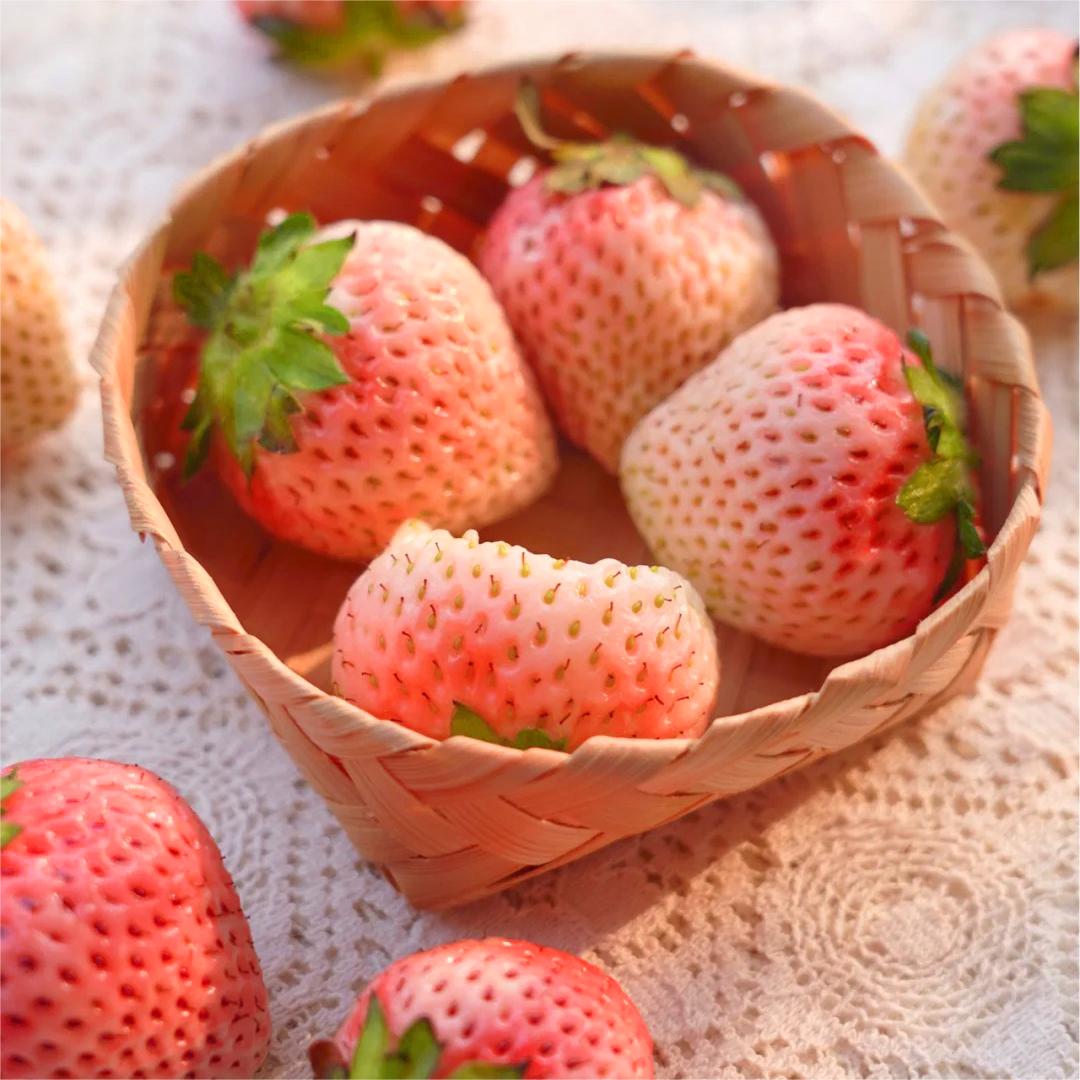 PEACH LAVENDER STRAWBERRY SEEDS (PEACH FLAVOR)