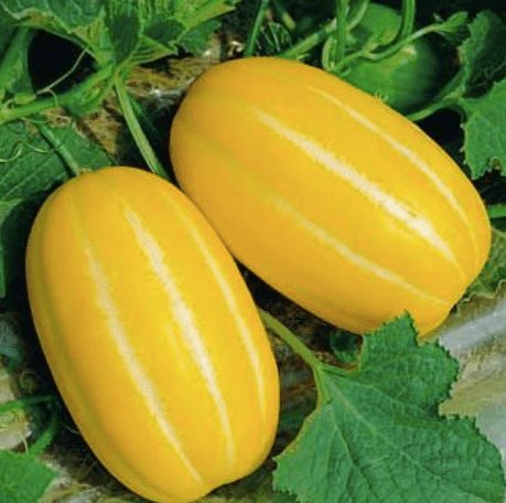 Golden Melon Seeds