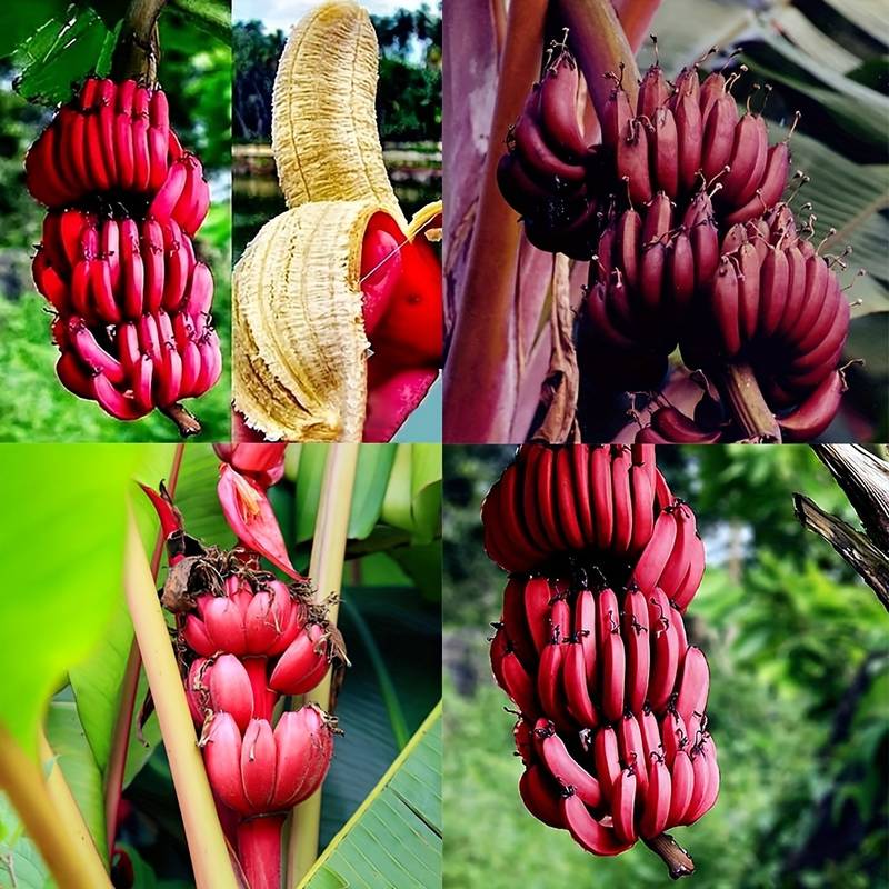 🔥Last Day Sale - 60% OFF 🍌Rare Fruit Seeds for Planting 100 Banana Tree Seeds for Planting